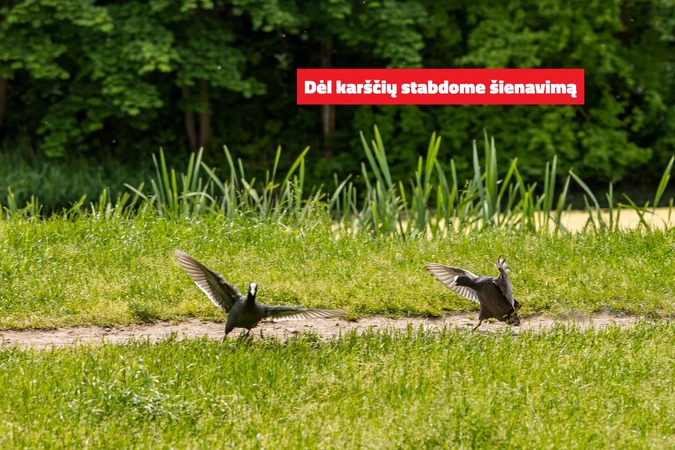 Dėl karščių sostinėje nebus pjaunama žolė