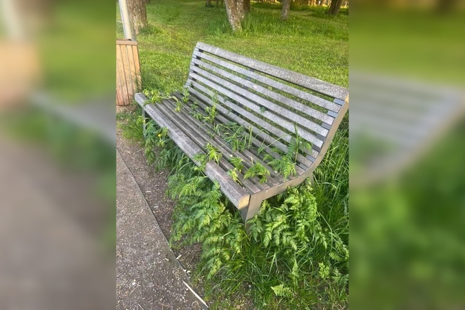 Pavojus: klaipėdiečių nuomone, ant suoliukų sėdėti tapo nebeįmanoma, ypač žinant, kad aplink veisiasi erkės.