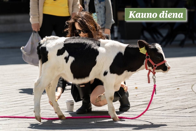 Kauniečių akimirkos – „Kauno dienos“ fotografų nuotraukose