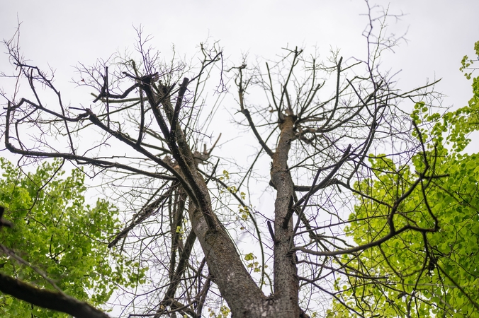 Laisvės alėjoje – želdinių tvarkymo darbai