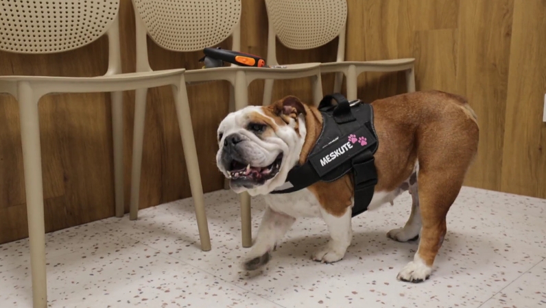 Iš legalios daugyklos išgelbėta Meškutė šokiravo net visko mačiusius veterinarus