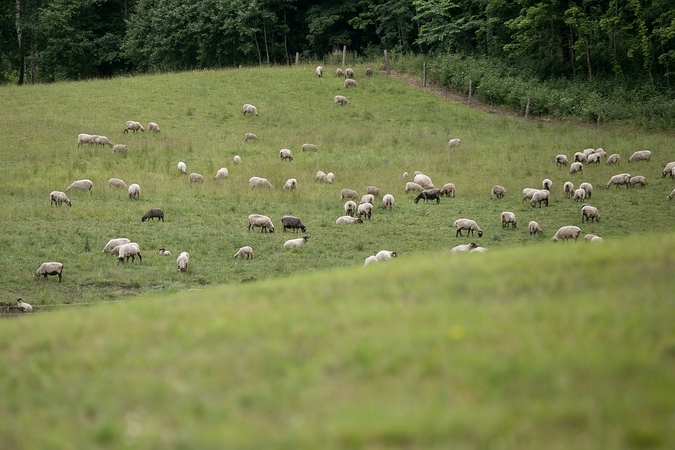 Ūkininkai galės susigrąžinti dalį išlaidų už šių gyvūnų vakcinaciją
