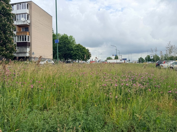 Nemalonumai: nors pagal nustatytus reikalavimus žolės aukštis neturėtų viršyti 10–12 cm, kai kuriose vietose, pavyzdžiui, Debreceno gatvėje, ji yra gerokai aukštesnė.