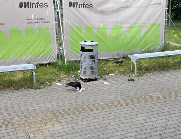 Netvarka: pro išrūdijusias šiukšliadėžės skyles varnos traukia atliekas ir teršia aplinką.