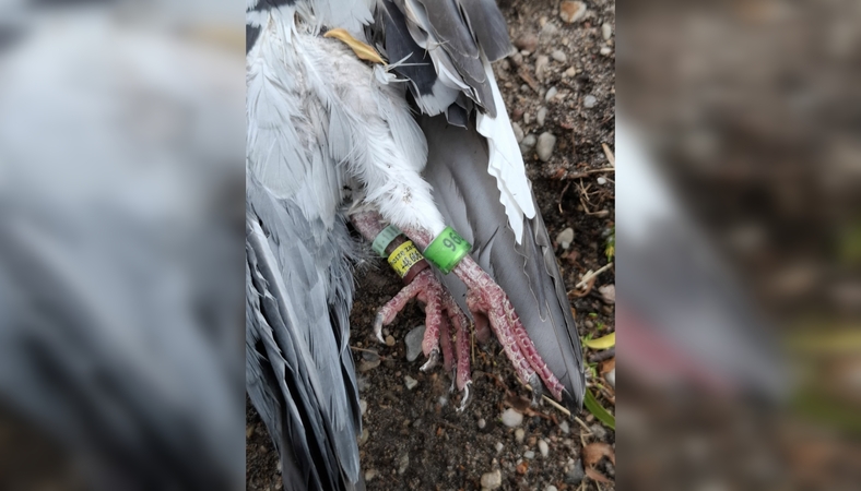 Radinys: ant pajūryje rasto negyvo balandžio kojų prisegti žiedai atskleidė jo kilmę – paukštis registruotas Lenkijoje.