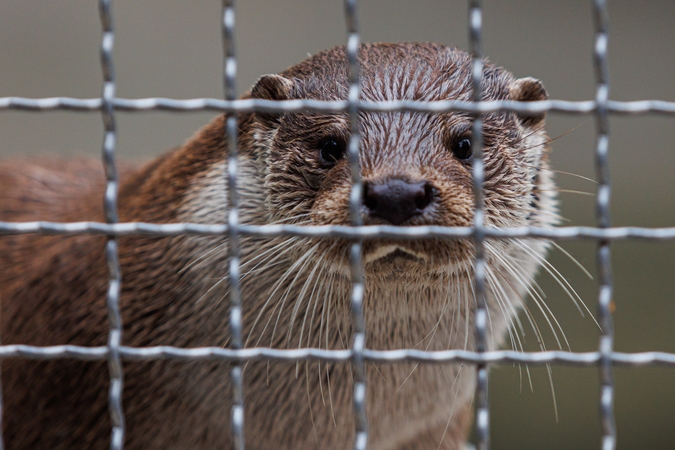 Klaipėdos zoologijos sodui kelis mėnesius uždrausta įleisti lankytojus