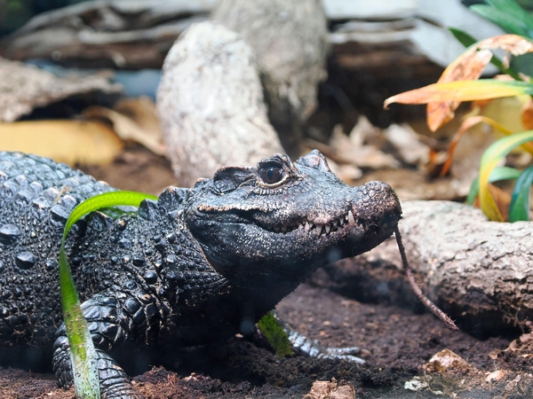Protu nesuvokiama: vyras įmetė trimetį berniuką į zoologijos sodo voljerą pas krokodilus