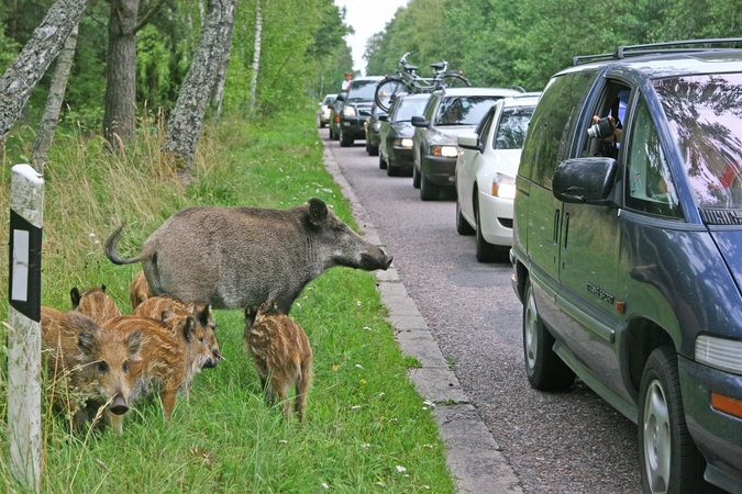 Ministras: šią padarytą žalą turi kompensuoti medžiotojai, o ne žemdirbiai