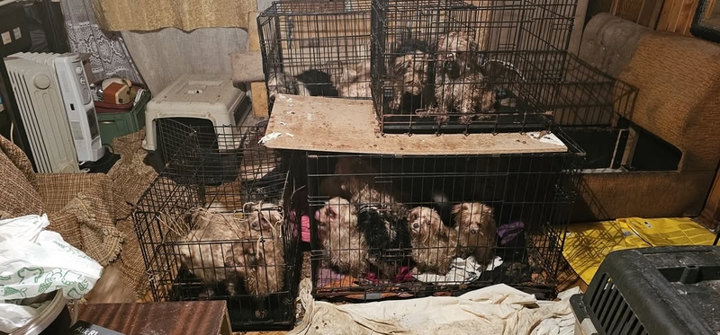 Kaliniai: šunys buvo laikomi it kaliniai ankštuose narvuose. Tokia jų nepriežiūra sukrėtė net pareigūnus. 