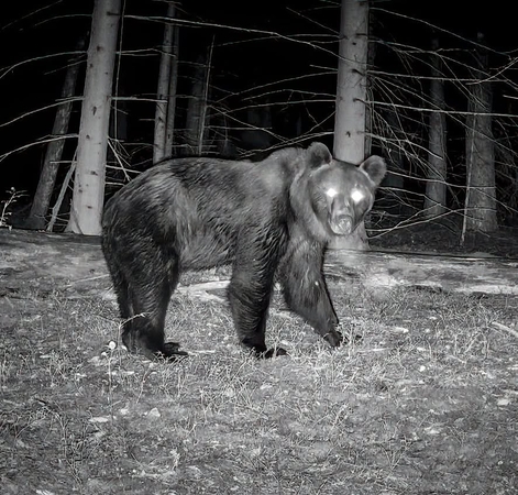 Gamtininkas užfiksavo rudąjį lokį: sutankėjo širdies dūžiai