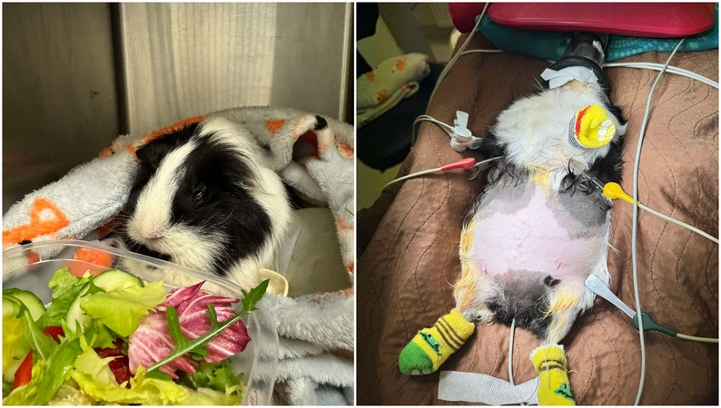 Simptomai: jūrų kiaulytė į kliniką atvežta pastebėjus, kad jos pilvas smarkiai išsipūtė, augintinė tapo vangi, beveik neėdė.