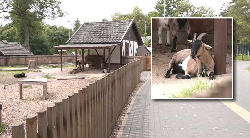 Į Lietuvos zoologijos sodą atkeliaus gyvūnai, kurių mūsų šalyje dar niekada nebuvo
