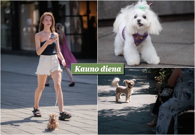 Kauniečių akimirkos – „Kauno dienos“ fotografų nuotraukose