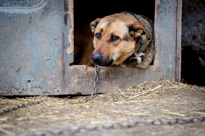 Maisto ir veterinarijos tarnyba siūlo drausti rišti šunis prie būdos, palikti vienus