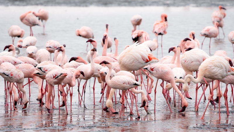 Flamingai praranda rožinę spalvą – specialistai paaiškino kodėl