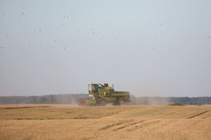 Grūdų perdirbėjams pabrėžiant įkainių stabilumą, augintojai sako – kasmet jie didžiausi regione 