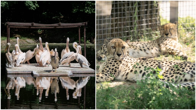Lietuvos zoologijos sodo 88-asis gimtadienis: yra, ką švęsti