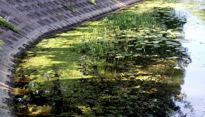 Žydintis vanduo – klimato kaita ar žmogaus veiklos pasekmė?