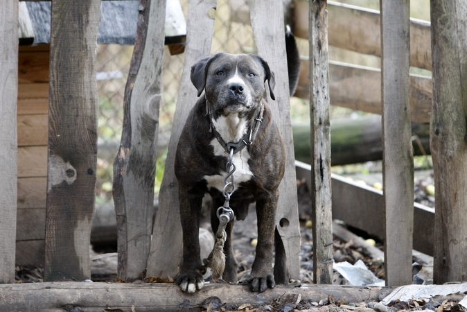 Procesas: atsitikus nelaimei, keturkojį pirmiausia patariama vežti pas veterinarą.