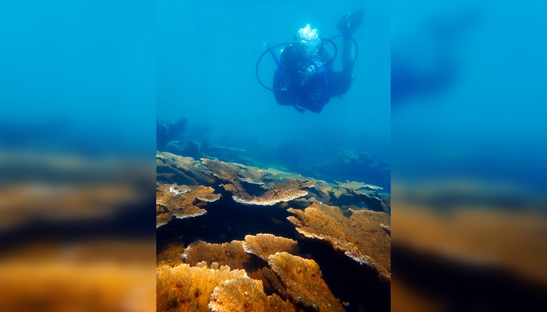 Sprendimas: Floridos mokslininkai iškelia į krantą nykstančius elnio rago koralus, siekdami juos apsaugoti nuo išnykimo.