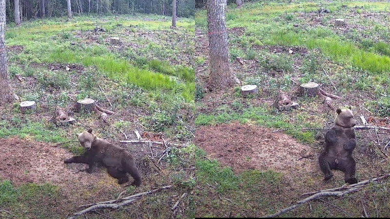 Kamera užfiksavo tai, ką rudasis lokys išdarinėjo Kaišiadorių rajono miške