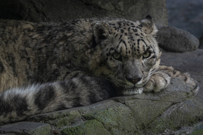 Leopardas įsiveržė į alkoholio parduotuvę ir užpuolė tris žmones