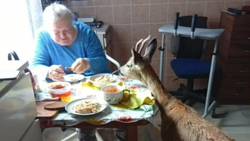 Pietų metu senolės namuose pasirodė nekviesta viešnia – su ragais ir didelėmis akimis