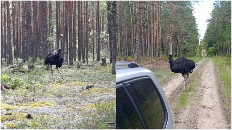 Žmones sukrėtė stručio likimas