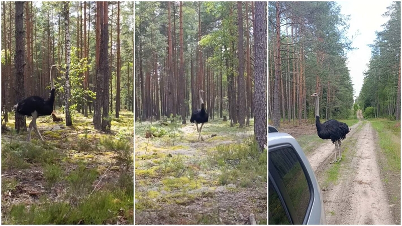 Aplinkosaugininkai: sprendimą nušauti strutį turėjo priimti pats šeimininkas