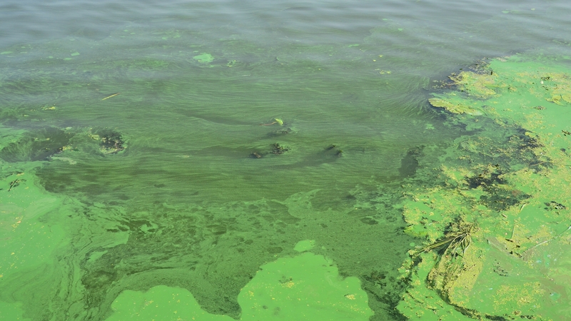 Žydintis vanduo – klimato kaita ar žmogaus veiklos pasekmė?