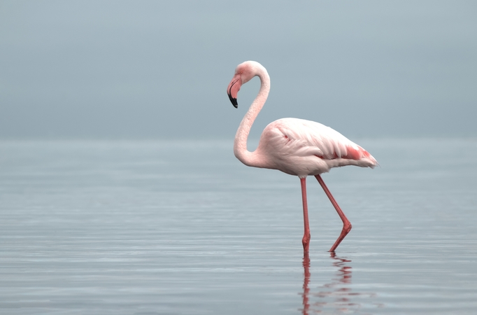 Kodėl flamingai stovi ant vienos kojos? Mokslininkai rado atsakymą