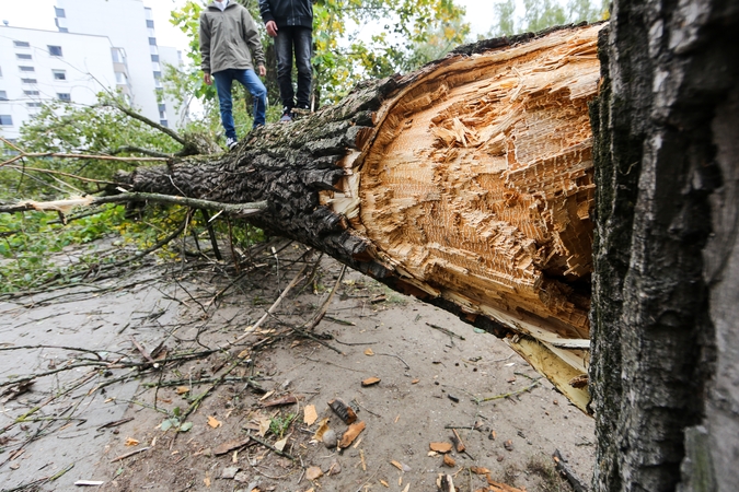 Anykščių rajone nuvirtus medžiui žuvo žmogus