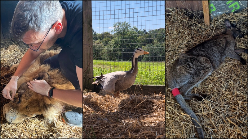 Specialistai: iš Klaipėdos zoologijos sodo paimtų gyvūnų būklė – sunki