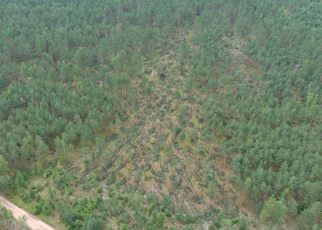 Stipri audra užklupo miške: miškininkams teko gelbėti stovyklautojus