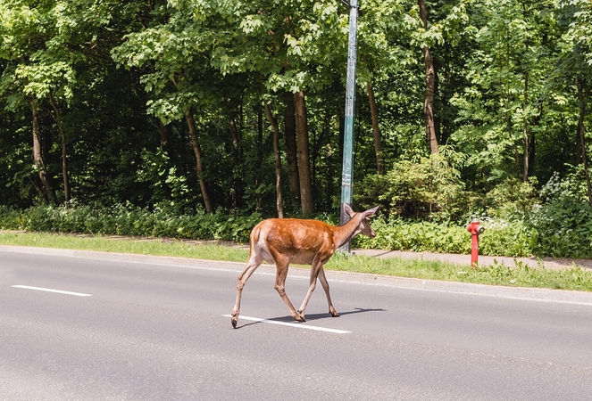 Nelaimė: sekmadienį Rietavo savivaldybėje kelyje susidūręs su stirna žuvo motociklininkas.