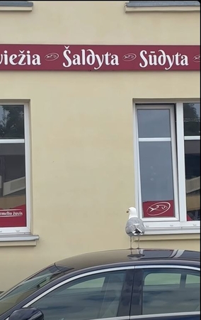 Laukimas: Senajame turguje prekybininkų užaugintas kiras nuolat lūkuriuoja kokio skanesnio kąsnelio.