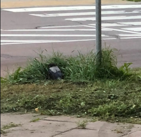 Operatyviai: Budelkiemio ir Mogiliovo g. sankryžoje pastebėtai sužeistai varnai gyventojai suteikė pagalbą.