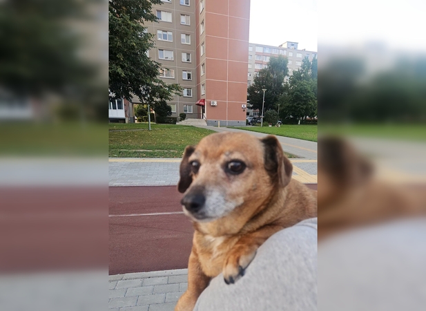 Smiltelės gatvėje – netikėtas gelbėjimo momentas: moteris puolė vytis į kelią išbėgusį šuniuką