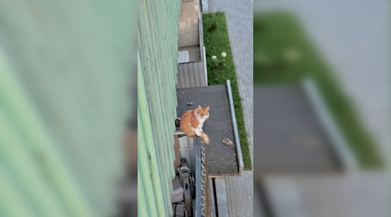 Pavojus: augintinių balkonuose laikyti negalima – ypač karštomis dienomis jiems gresia perkaitimas, dehidratacija, stresas, traumos ir kiti rimti sveikatos sutrikimai, galintys baigtis tragiškai.