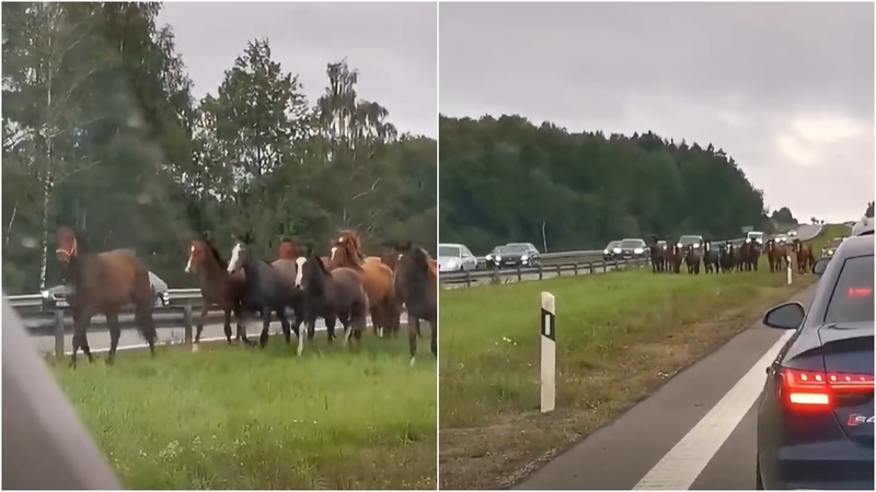 Autostradoje – netikėti bėgliai: vairuotojai pasielgė taip, kaip ir turėjo
