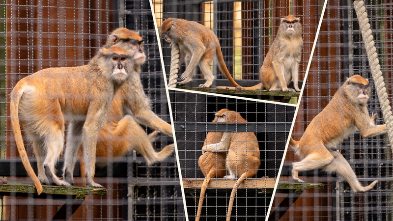 Susipažinkite: Zoologijos sode apsigyveno greičiausi pasaulio primatai