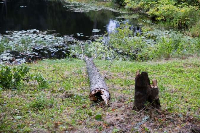 Prezidentūroje – pasitarimas, kaip tvarkytis su audrų padariniais