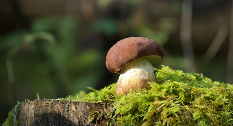 Šių metų rugsėjis – idealus grybų augimui