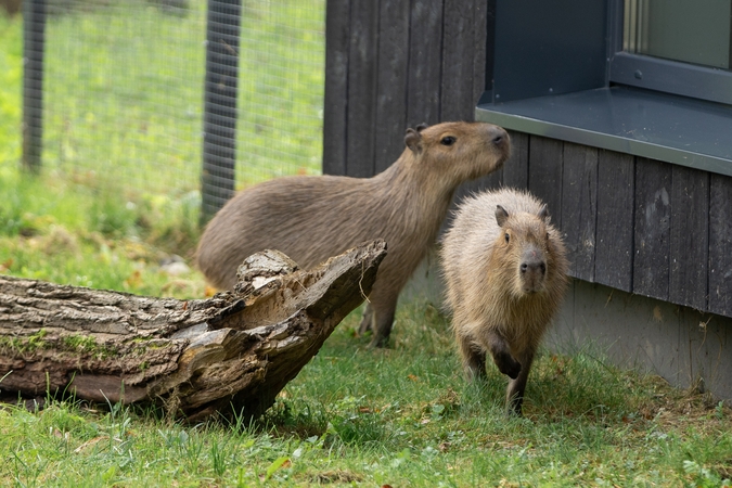 Kapibarų įkurtuvės Lietuvos zoologijos sode