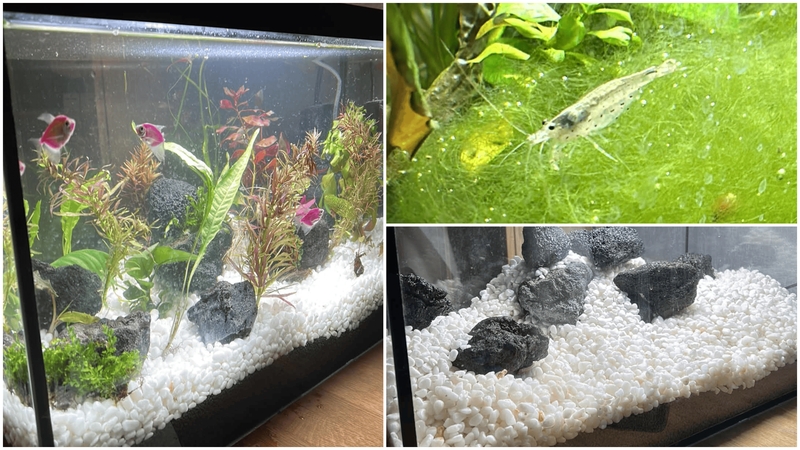 Akvariumas – asmeninis žvilgsnis į laukinę gamtą: nuo ko pradėti