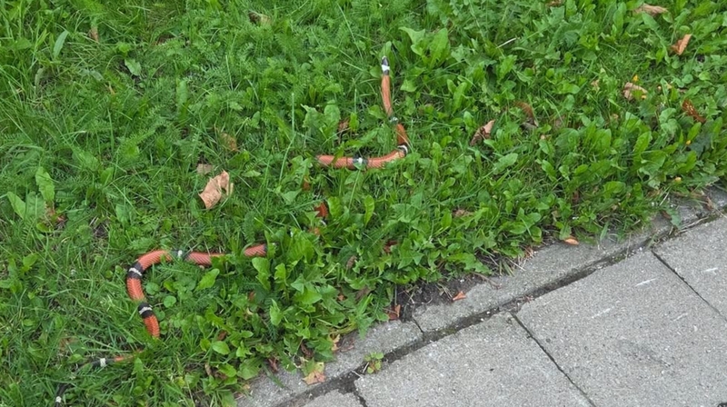 Radinys: Nidos gatvėje klaipėdietis sugavo gyvatę, prieš tai pranešęs apie gyvį egzotinių gyvūnų prieglaudai.