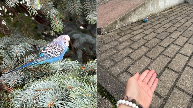 Patarimai: klaipėdiečiai suskubo gelbėti banguotąją papūgėlę – dalijosi jos buvimo vietomis ir prisiviliojimo būdais.
