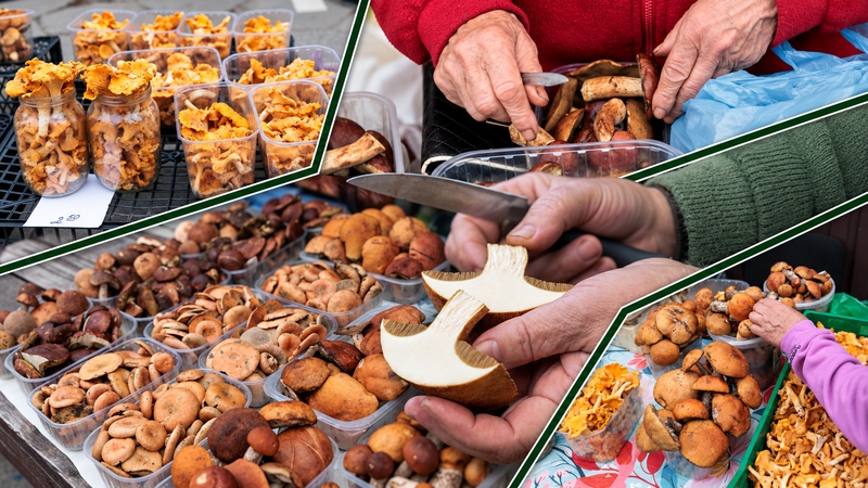 Apsilankymas turguje: grybai brangūs, bet pirkėjų netrūksta