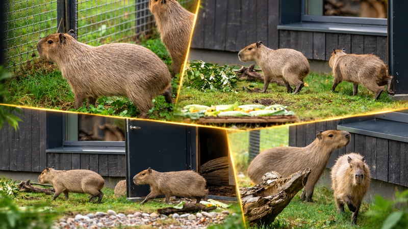 Kaune – naujokės: į Lietuvos zoologijos sodą atvyko didžiosios kapibaros