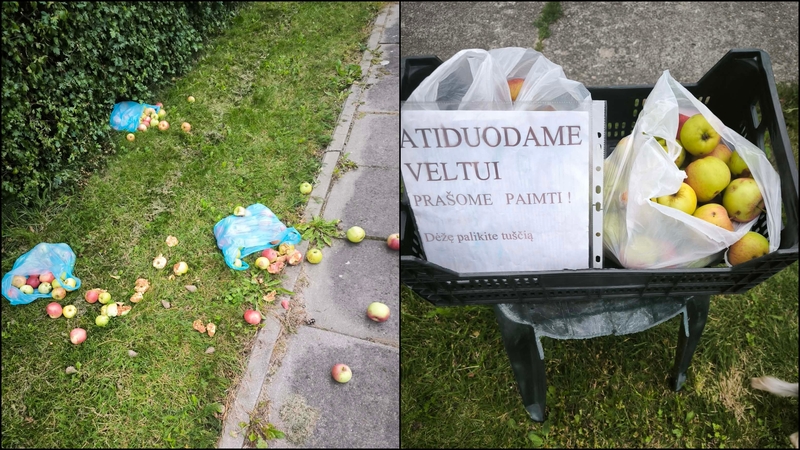 Įvykis: obuoliai buvo tvarkingai sudėti į dėžę, šalia paliktas apie tai informuojantis lapas, tačiau netrukus kažkam ši iniciatyva užkliuvo – vaisiai buvo išmėtyti.